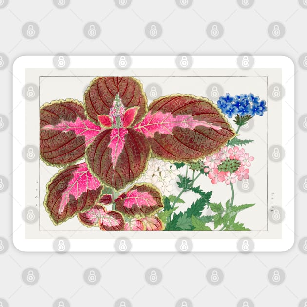 Vintage Coleus and Verbena Japanese Flower illustration Magnet by Danielleroyer